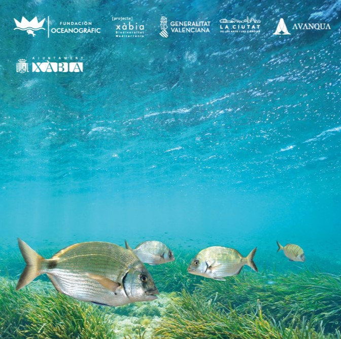 Fundación Oceanogràfic. Las praderas de Posidonia oceanica (Xàbia)