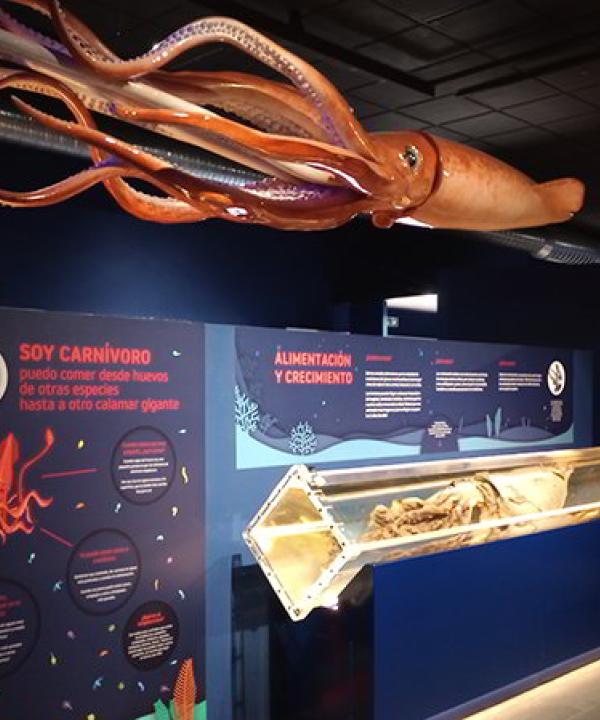 Museo del Calamar Gigante