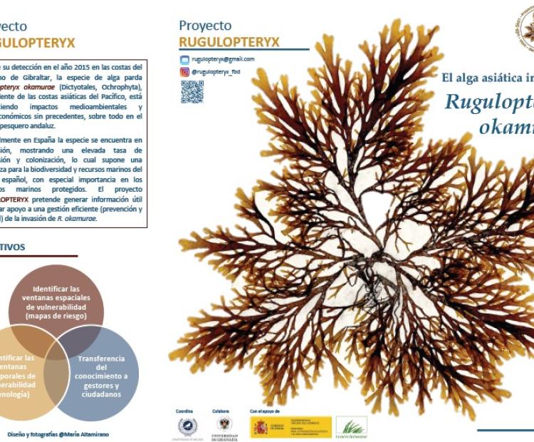 Folleto Rugulopterix okamurae